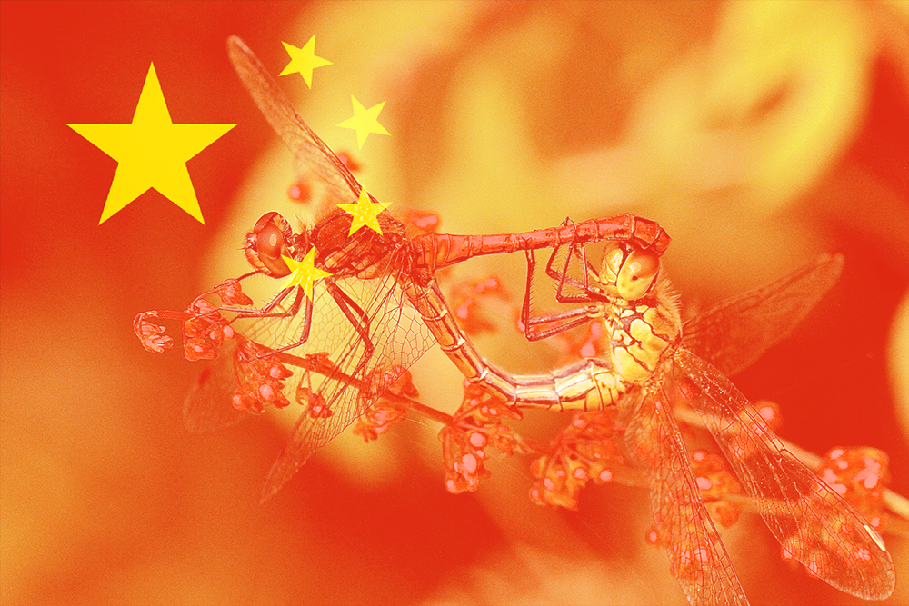 dragonflies with Chinese flag