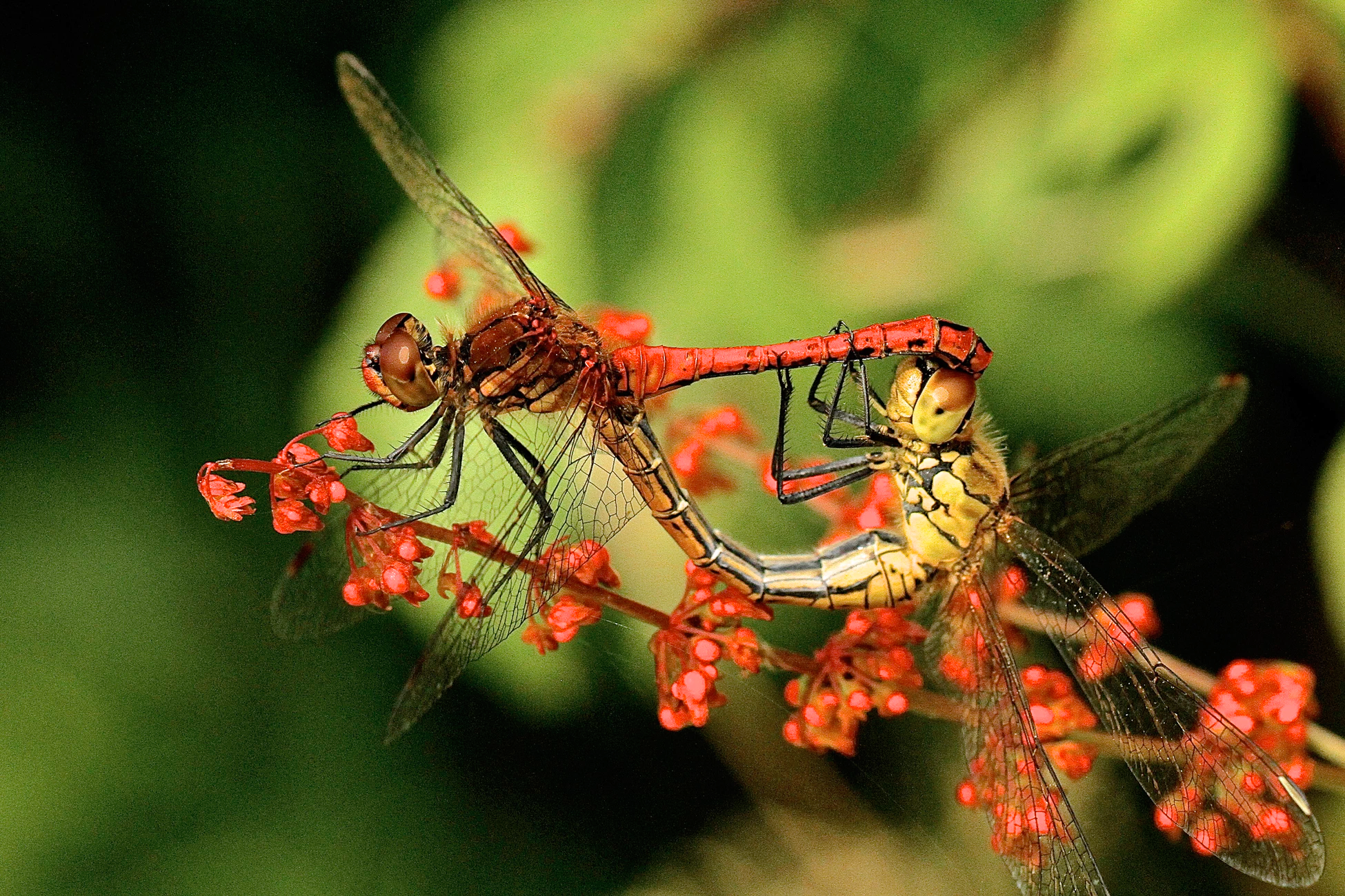 dragonflies same name as Google's China operation